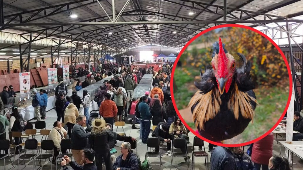 Expo Cabrero 2026 prepara una jornada dedicada a las aves de raza…