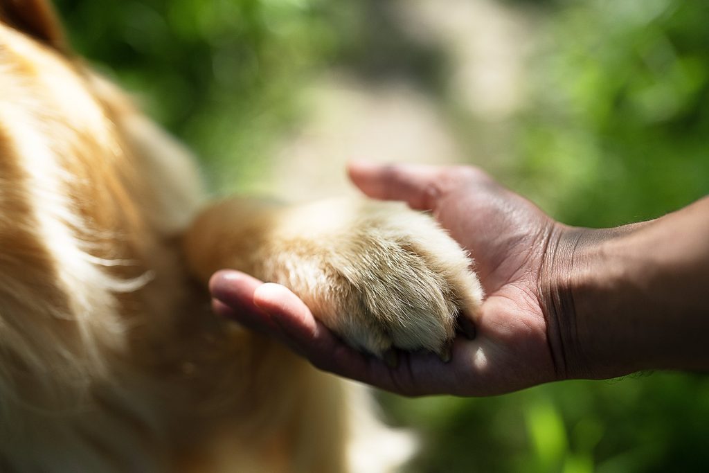 MSD SALUD ANIMAL EN CHILE PRESENTA NUMELVI