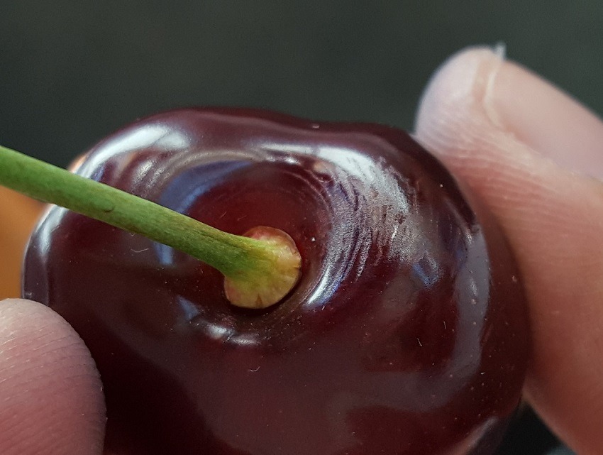 Destacan labores de prevención temprana en cerezas para reducir…