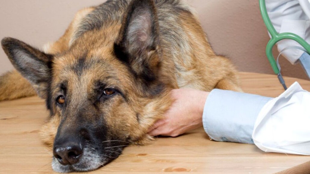 Brote de distemper en Los Ángeles