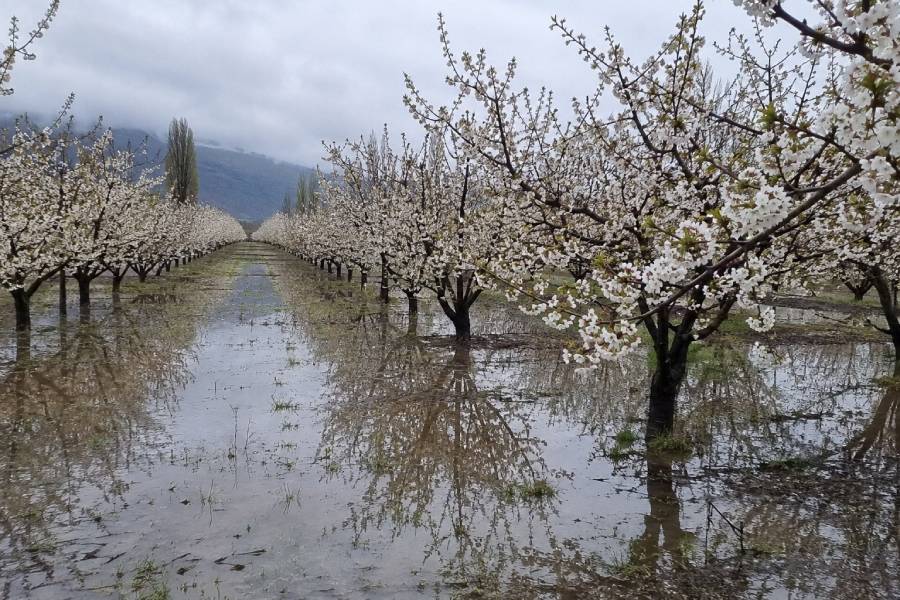 Prevén lluvias intensas en primavera que amenazarían la producción…