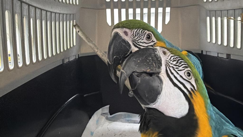 SAG BIOBÍO TRASLADA A CENTRO DE LA ARAUCANÍA A PRIMEROS ANIMALES…