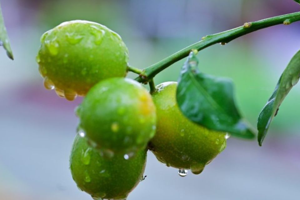 Lluvias intensas podrían afectar la floración y la calidad de la…